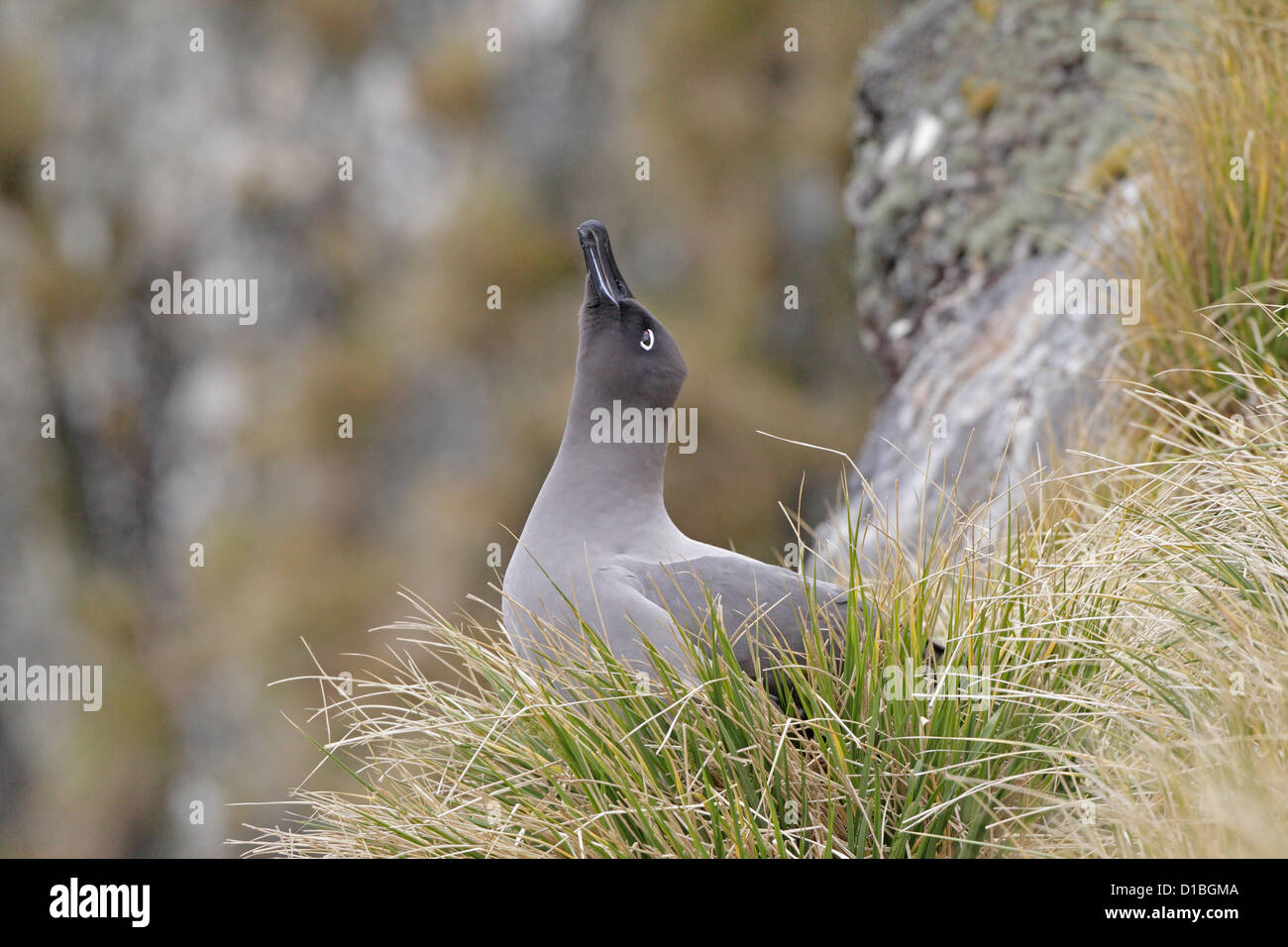 Light mantled sooty albatross hi-res stock photography and images - Alamy