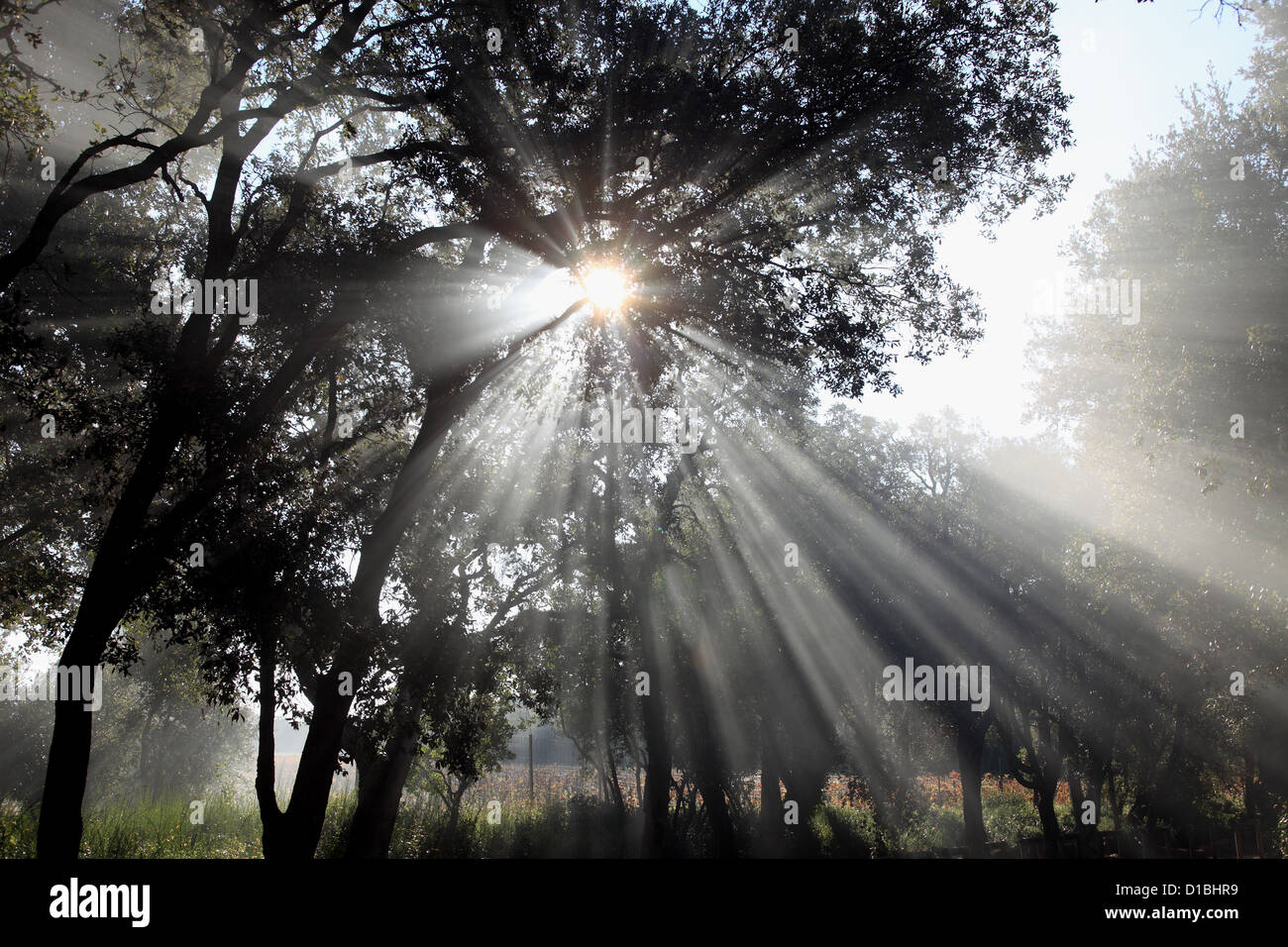 Rays of sun through the forest foliage Stock Photo