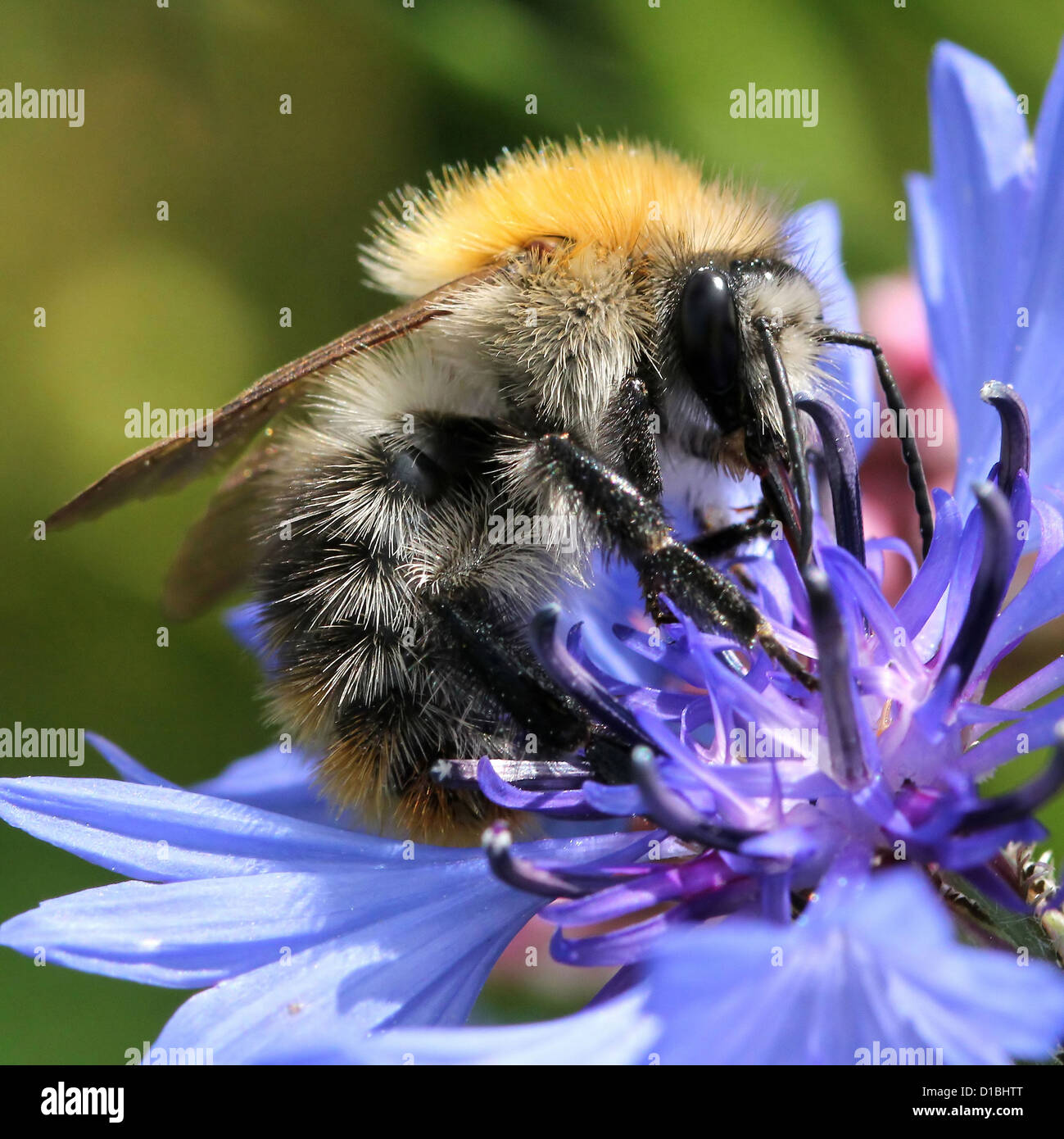 Detailed macro image of a Common Carder-bee (Bombus pascuorum), a large bumble-bee variety, seen here feeding on a cornflower Stock Photo