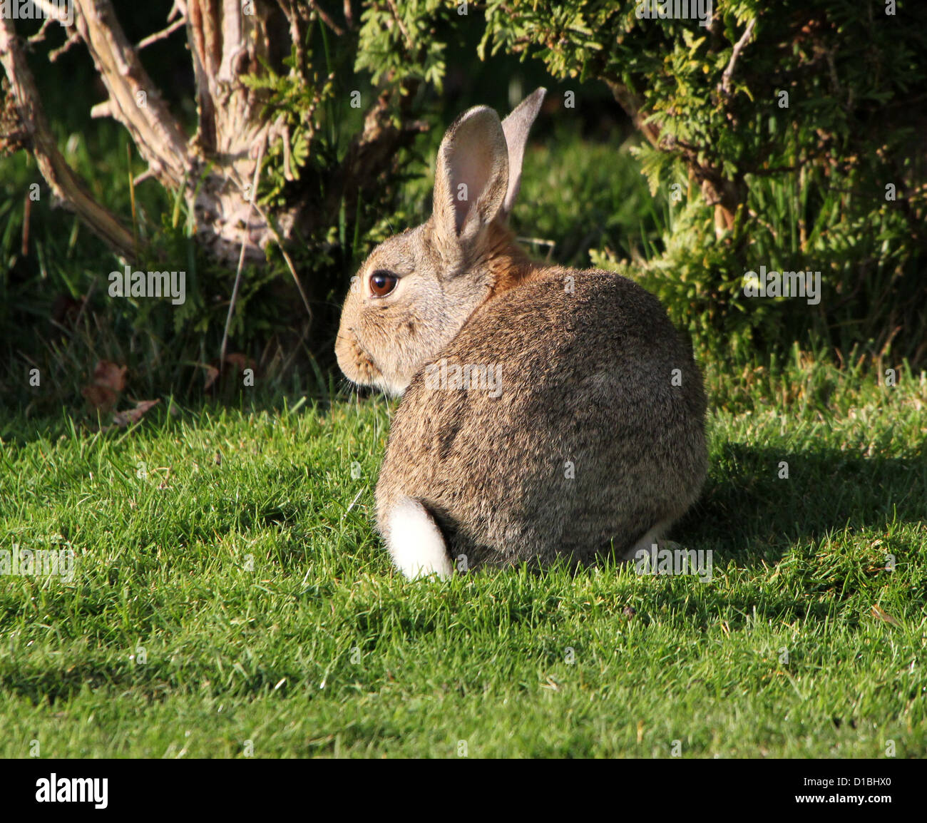 Detailed portrait of a wild rabbit (Oryctolagus cuniculus) eating grass