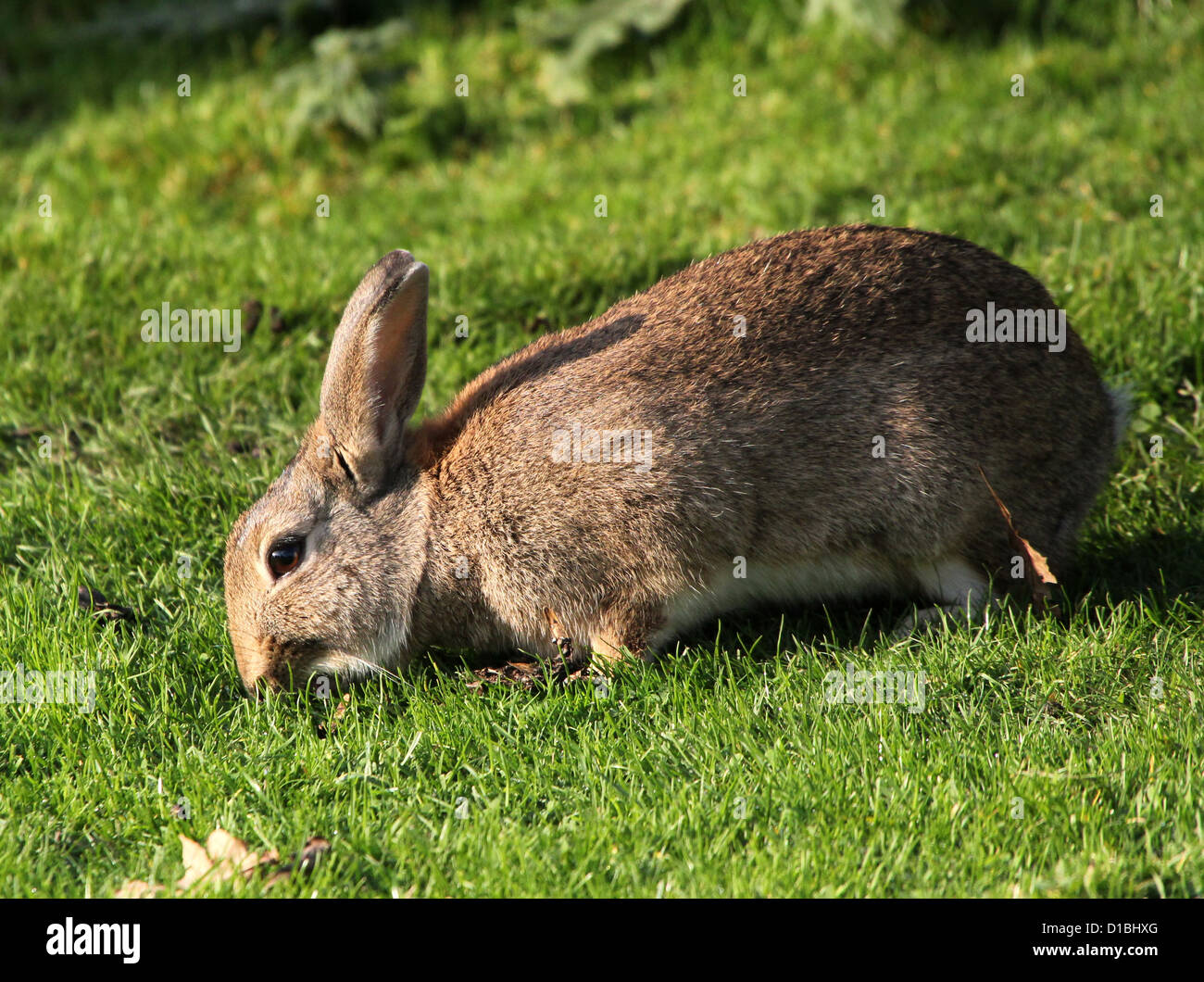 Detailed portrait of a wild rabbit (Oryctolagus cuniculus) eating grass