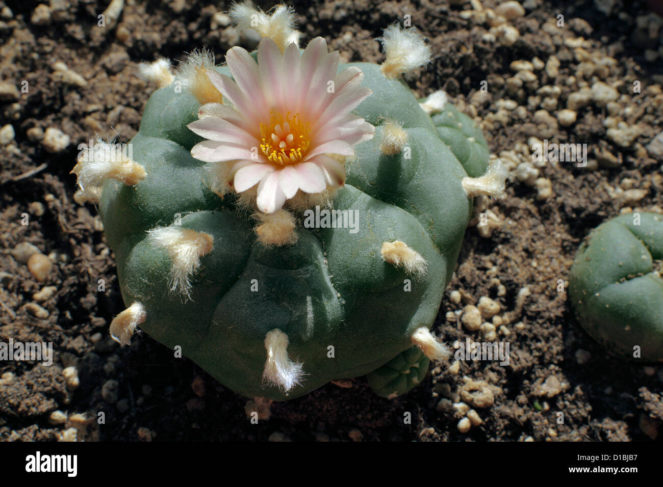 A peyote cactus in flower. (Smaller peyote cactus on right). Peyote cacti are a source of the hallucinogenic drug mescaline. Stock Photo