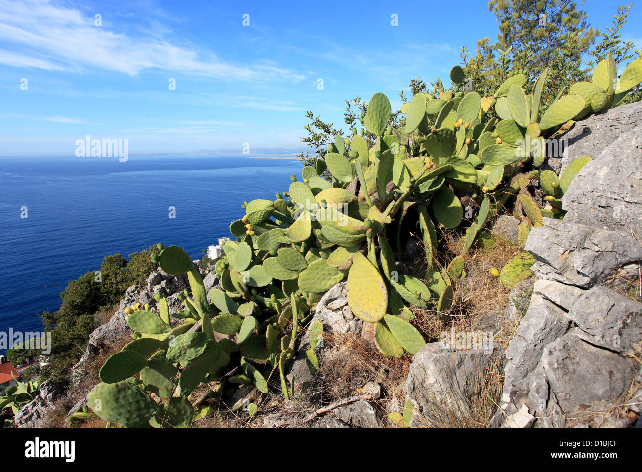 cactus in the natural park of the Mont Boron in Nice city Stock Photo