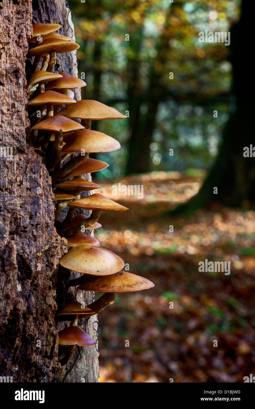 Autumn fungi in the New Forest, Hampshire, England, UK Stock Photo