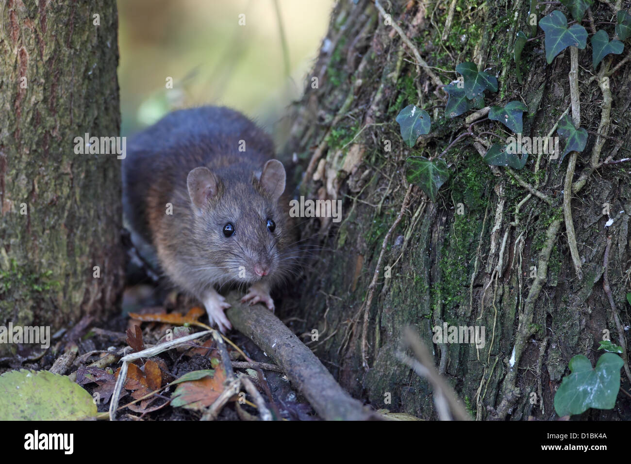 Brown Common Sewer Hanover Norway Norwegian Wharf Rat (Rattus norvegicus Stock Photo Alamy