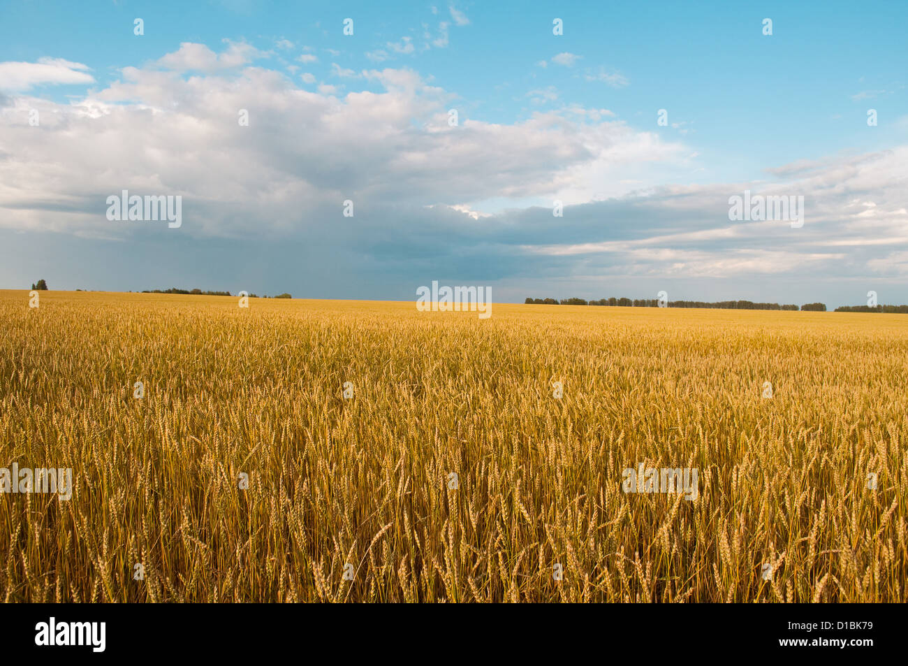 field of the ripe yellow wheat, russia Stock Photo