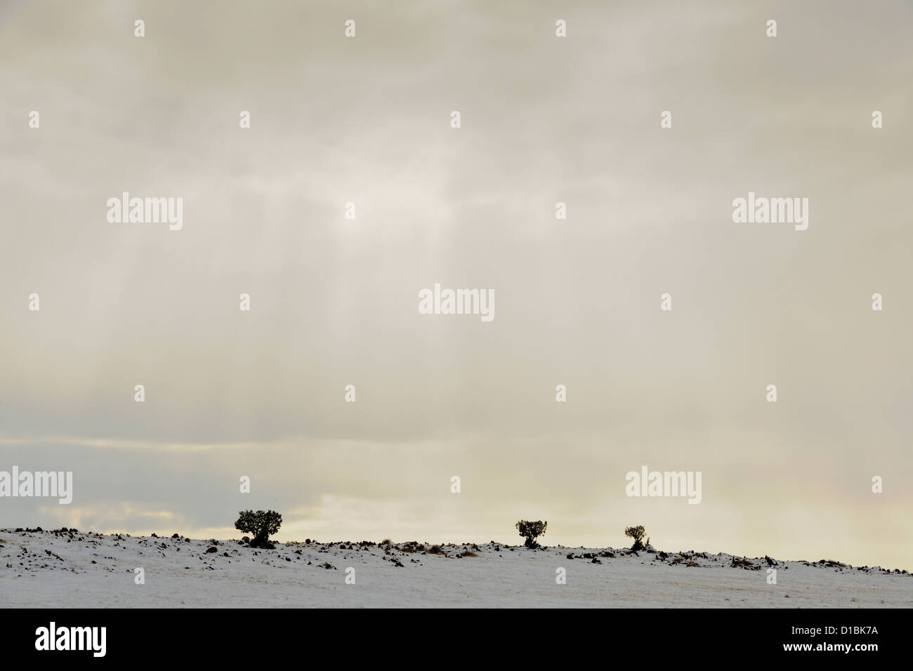 A snowy ridge with juniper trees, Encino, New Mexico, USA Stock Photo