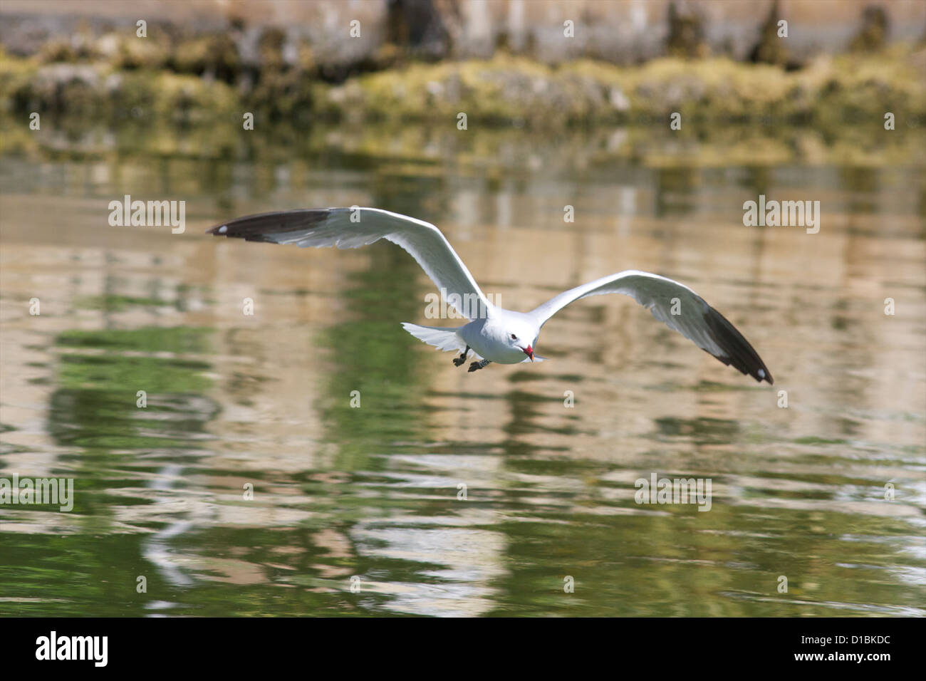 Darvic ring hires stock photography and images Alamy