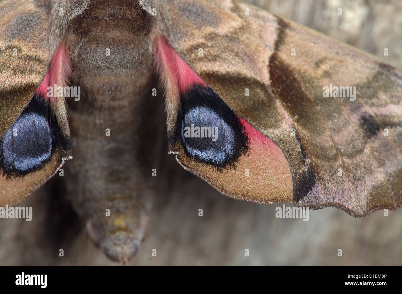 Eyed hawk-moth Smerinthus ocellat resting on post Stock Photo