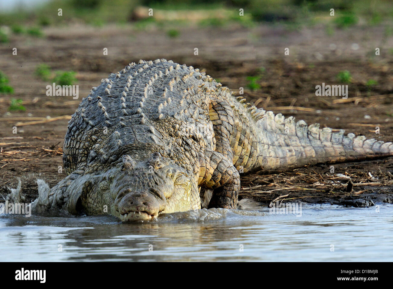 Nile's crocodile Crocodylus niloticus, Chawo Lake,Nechisar National Park, Arna Minch, Etiopia, Africa Stock Photo