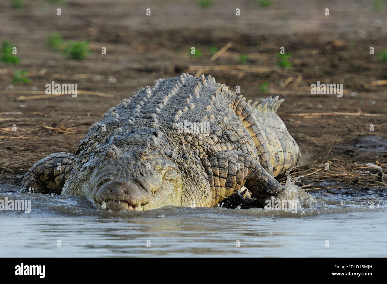 Nile's crocodile Crocodylus niloticus, Chawo Lake,Nechisar National ...