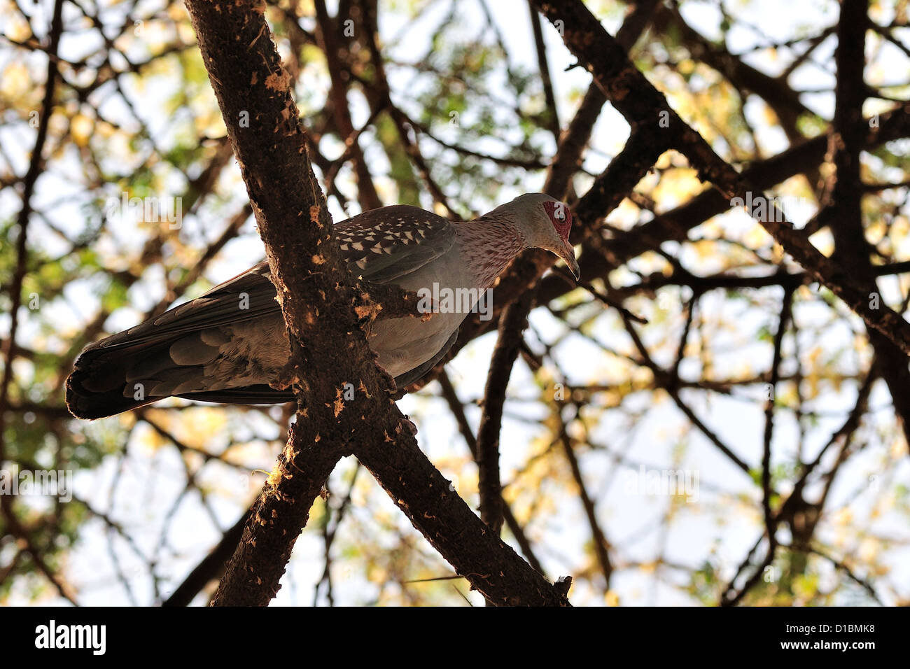 Speckled Pigeon Columba guinea, Columbidae, Arna Minch, Etiopia, Africa Stock Photo