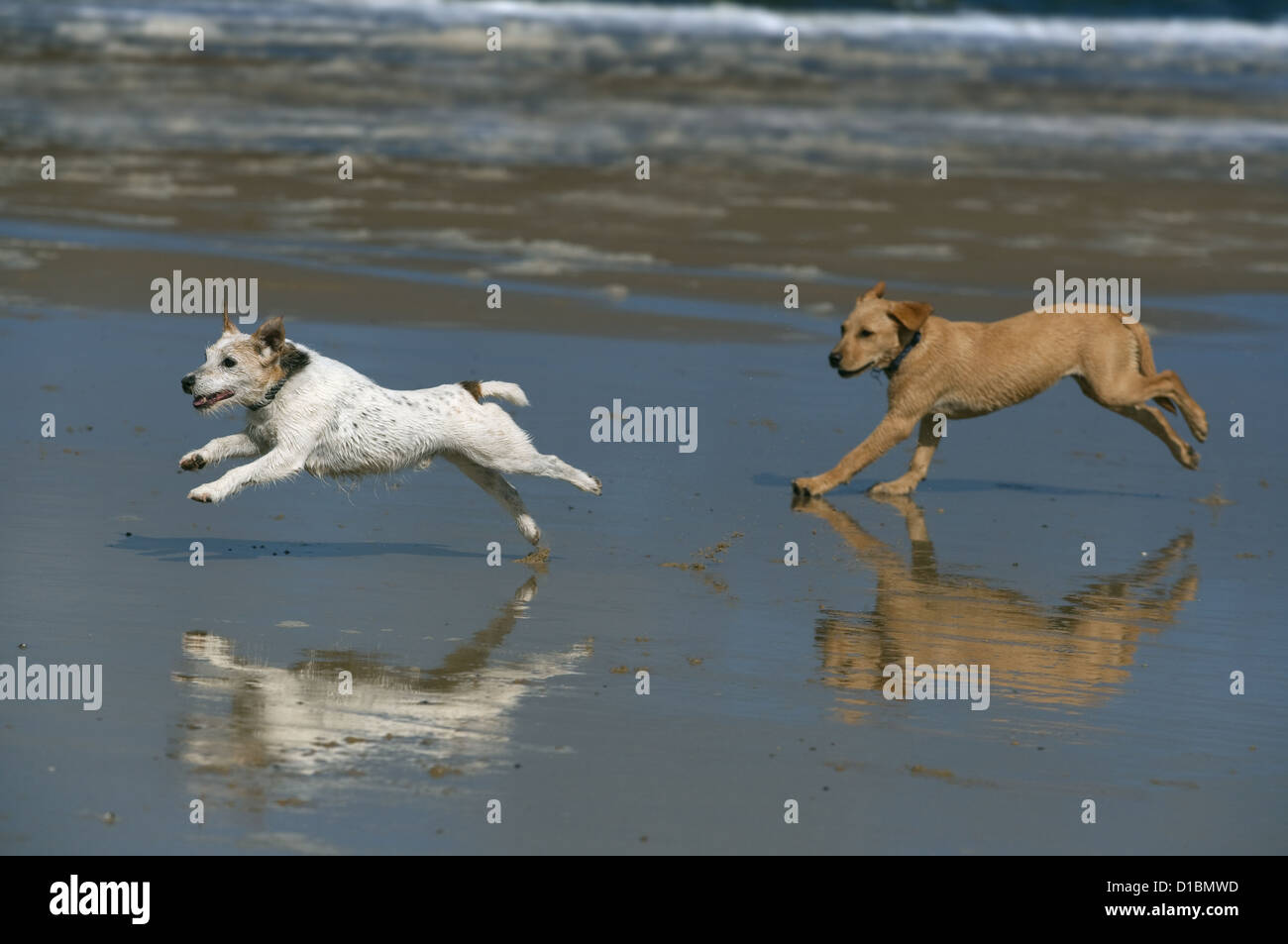 Yellow Labrador Puppy and Jack Russell Terrier running on Cromer beach