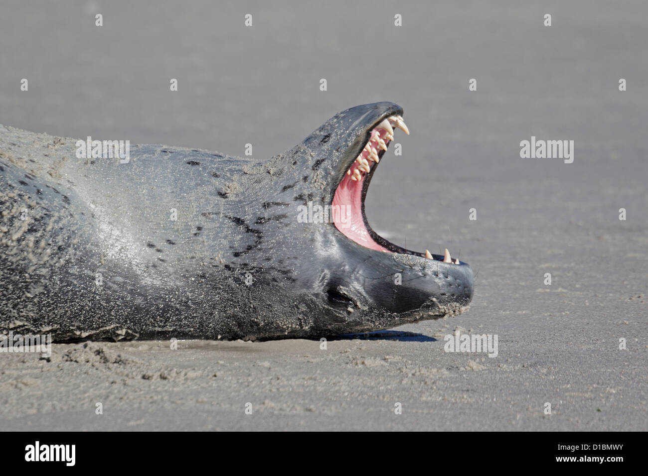 Leopard seal, teeth hi-res stock photography and images - Alamy