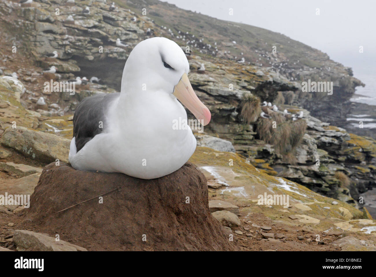Black-browed Albatross on a nest with colony in the background Stock Photo