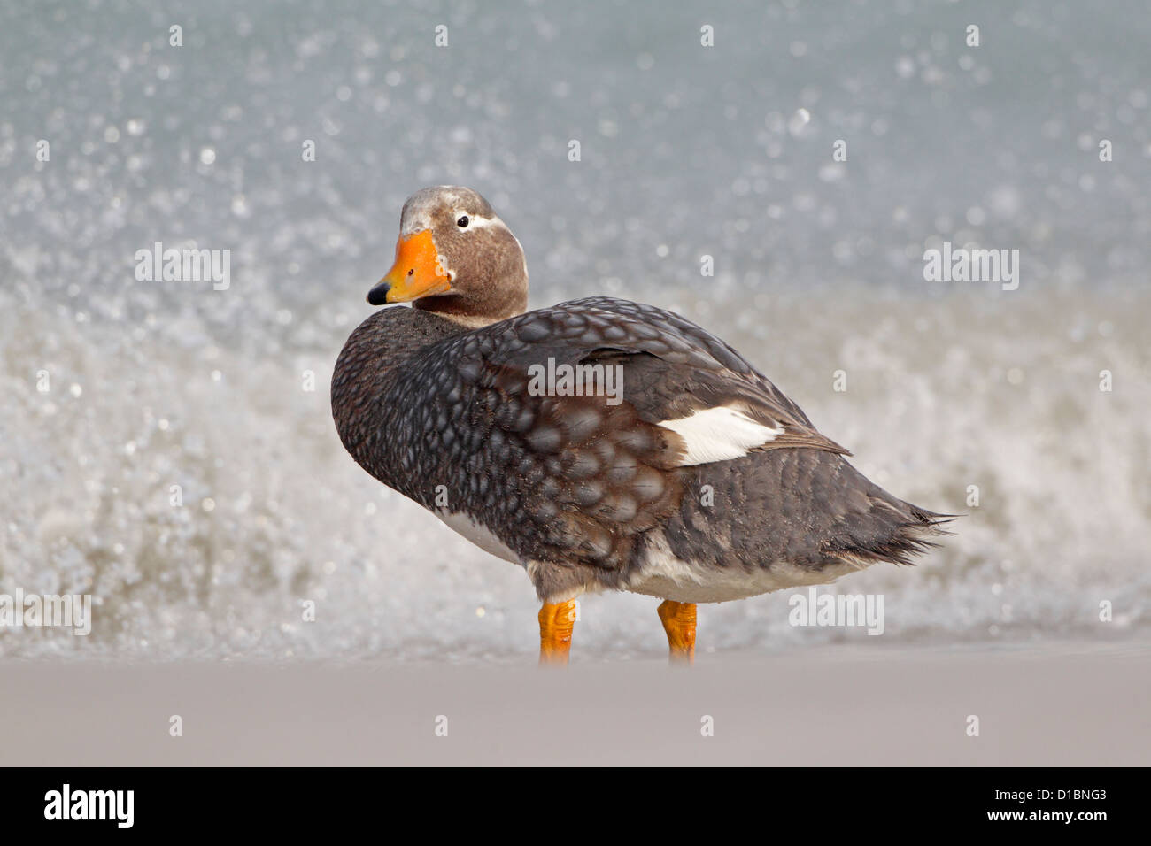 Male Falkland Island Flightless Steamer Duck in the surf Stock Photo