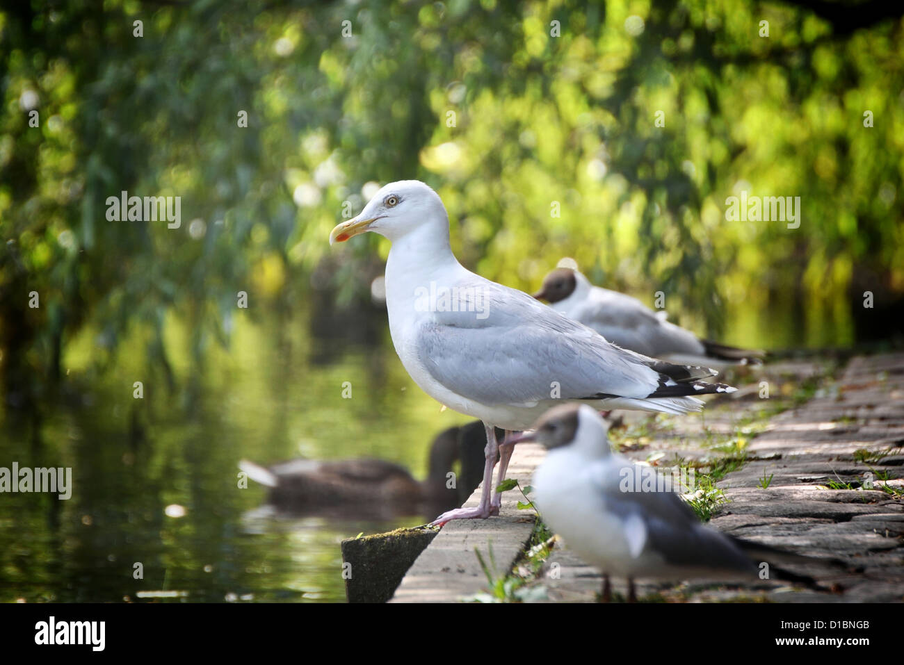Herring gull in the park by the lake Stock Photo