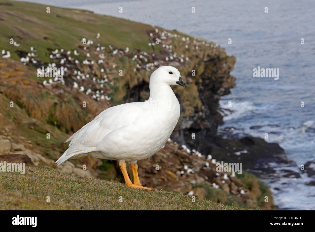 Adult Male Kelp Goose on Sunders Island Stock Photo