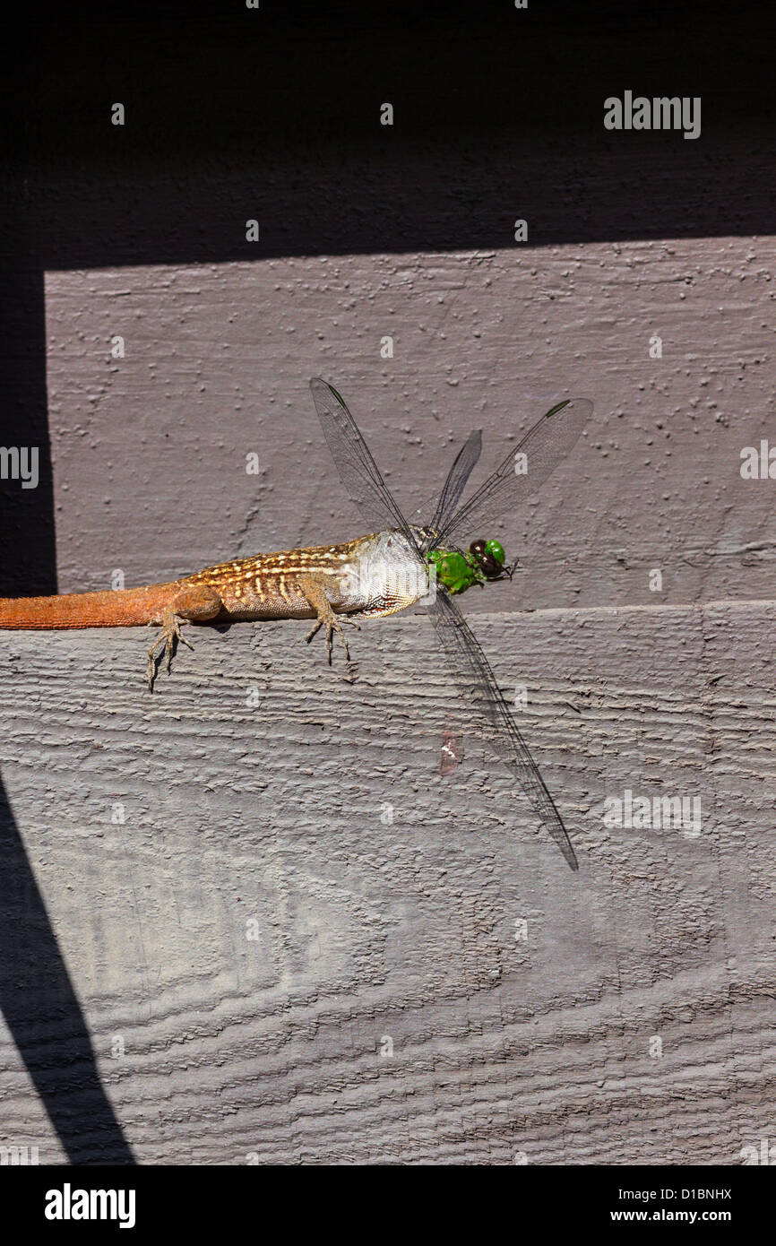 Brown anole with captured green dragonfly on brown fence rail Stock Photo