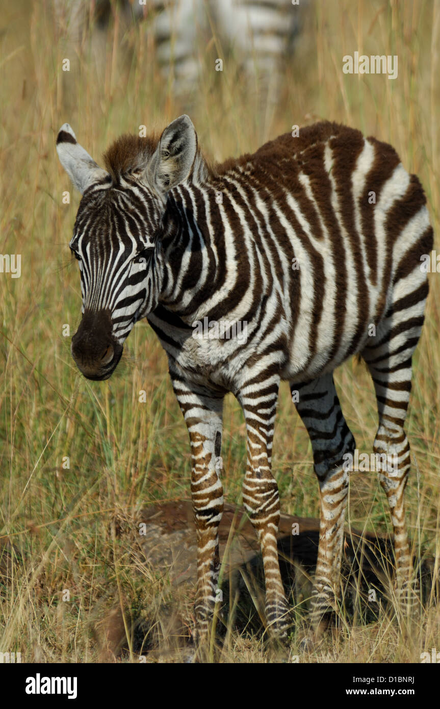 Baby Plains Zebra (Equus quagga) in the Masai Mara Reserve Kenya Africa  Stock Photo - Alamy