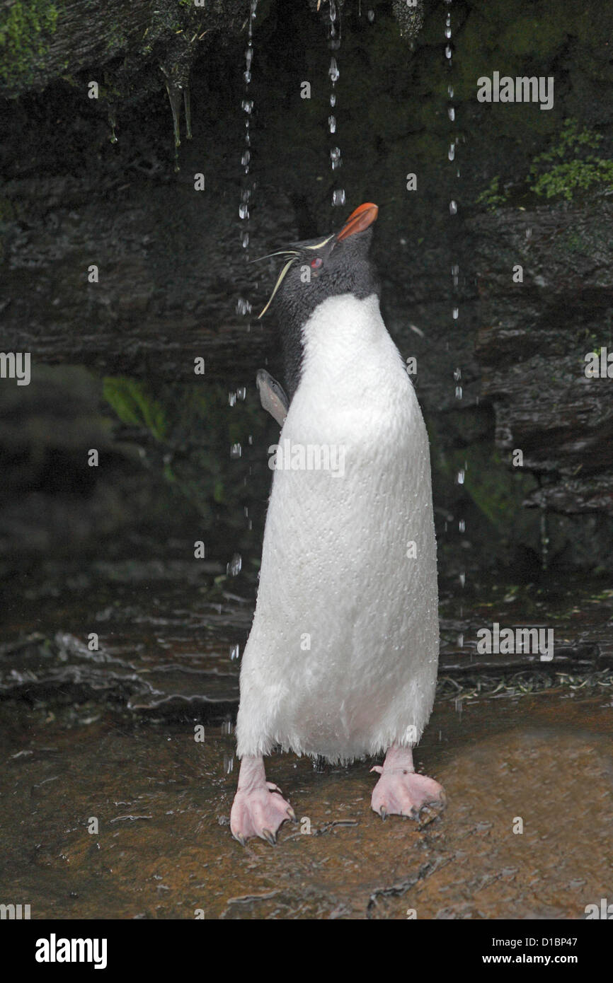 Rockhopper penguin under the shower at the Rookery Saunders Island Stock Photo