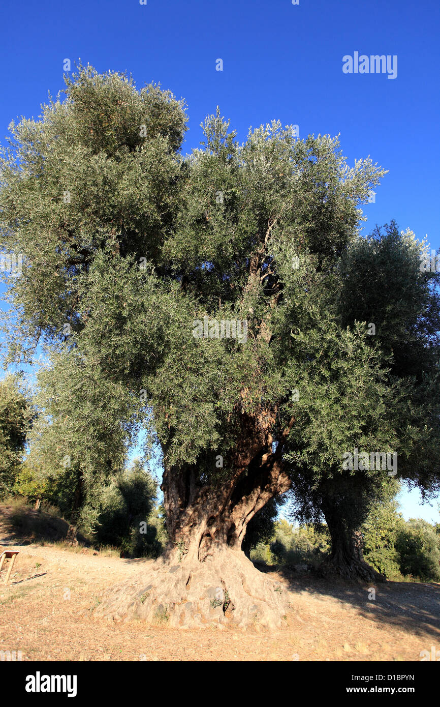 Centenary olive tree trunk in the Estienne d'Orves natural park of Nice city Stock Photo