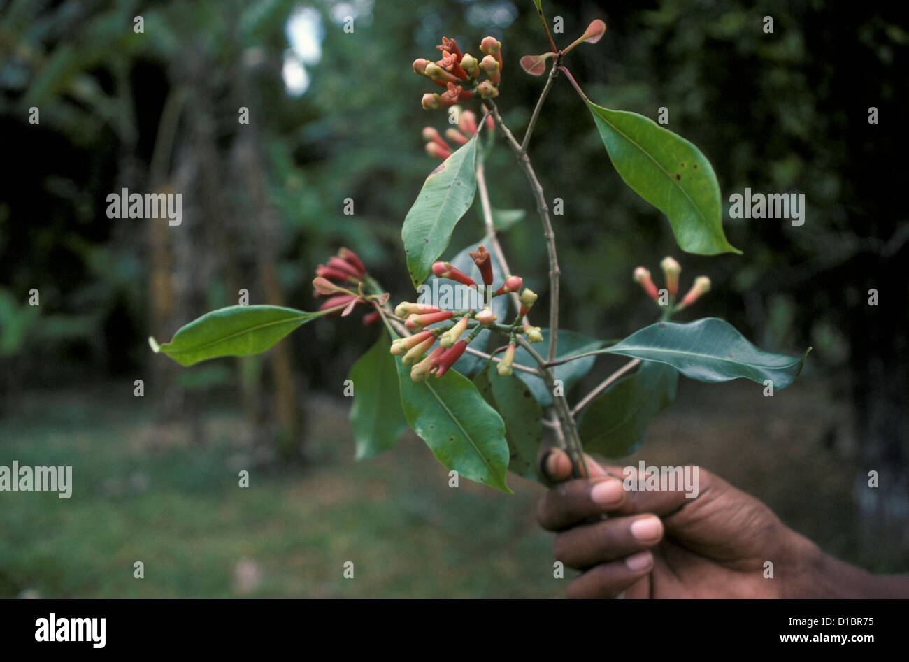 Tanzania. Cloves in Zanzibar Stock Photo Alamy