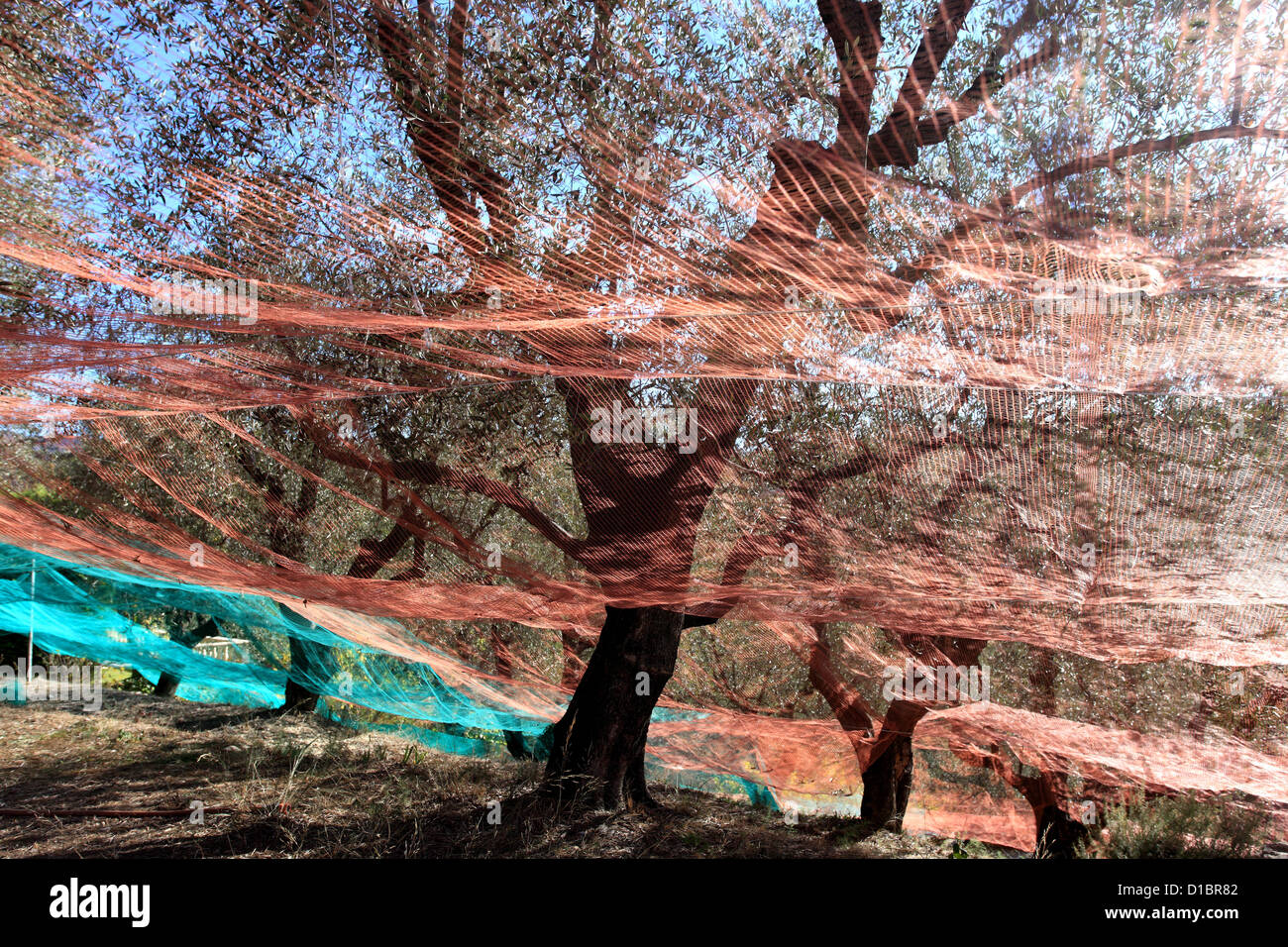 Olive tree field of SAint Roman de Bellet near Nice city Stock Photo