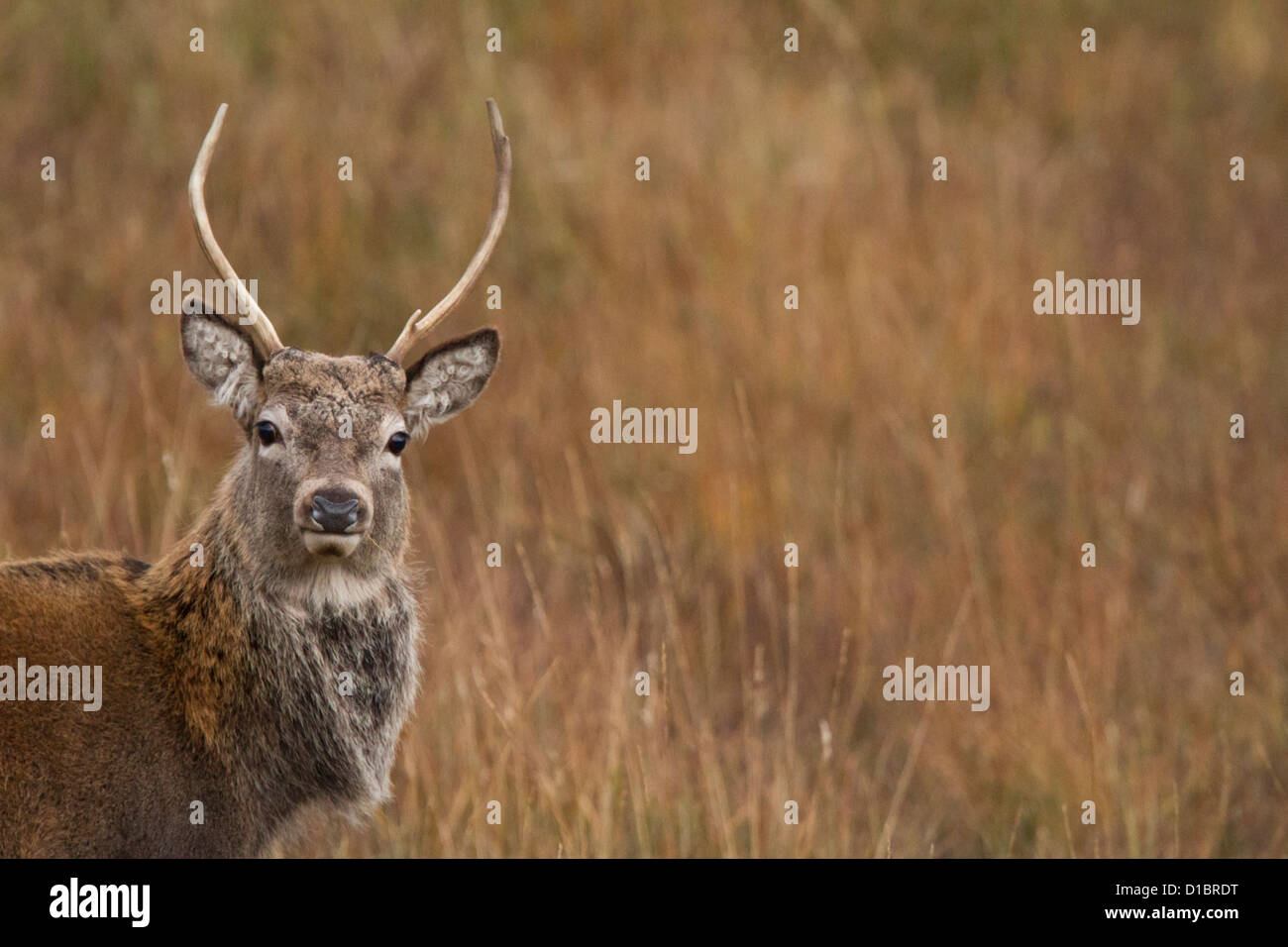A young Red Stag stag photographed in the Scottish Highlands. Stock Photo
