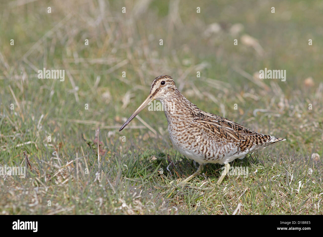 South American or Magellanic Snipe Stock Photo