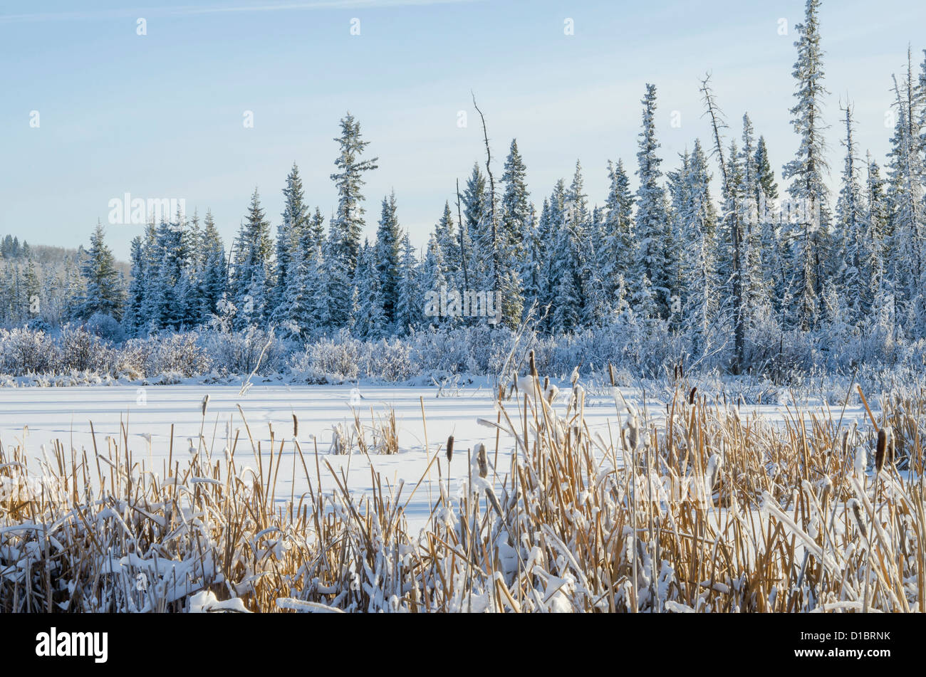 Pond in Winter After a Fresh Snowfall Stock Photo