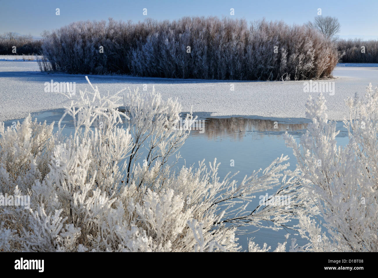 Winter frosts around a duck pond, Bosque del Apache NWR, New Mexico, USA Stock Photo