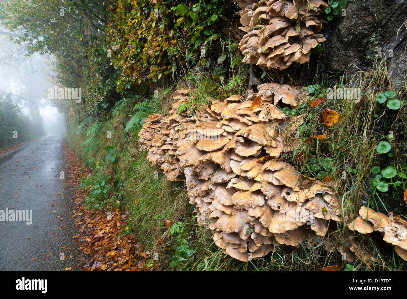 Meripilus giganteus, the Giant Polypore fungus, growing on the roots of a beech tree in autumn in an Exmoor lane, Somerset, UK Stock Photo