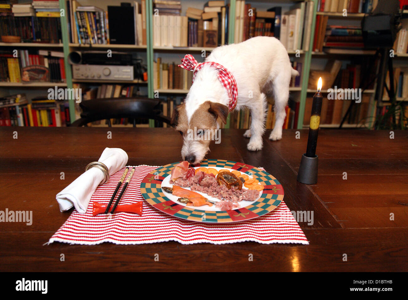 Berlin, Germany, birthday dinner for a dog Stock Photo Alamy