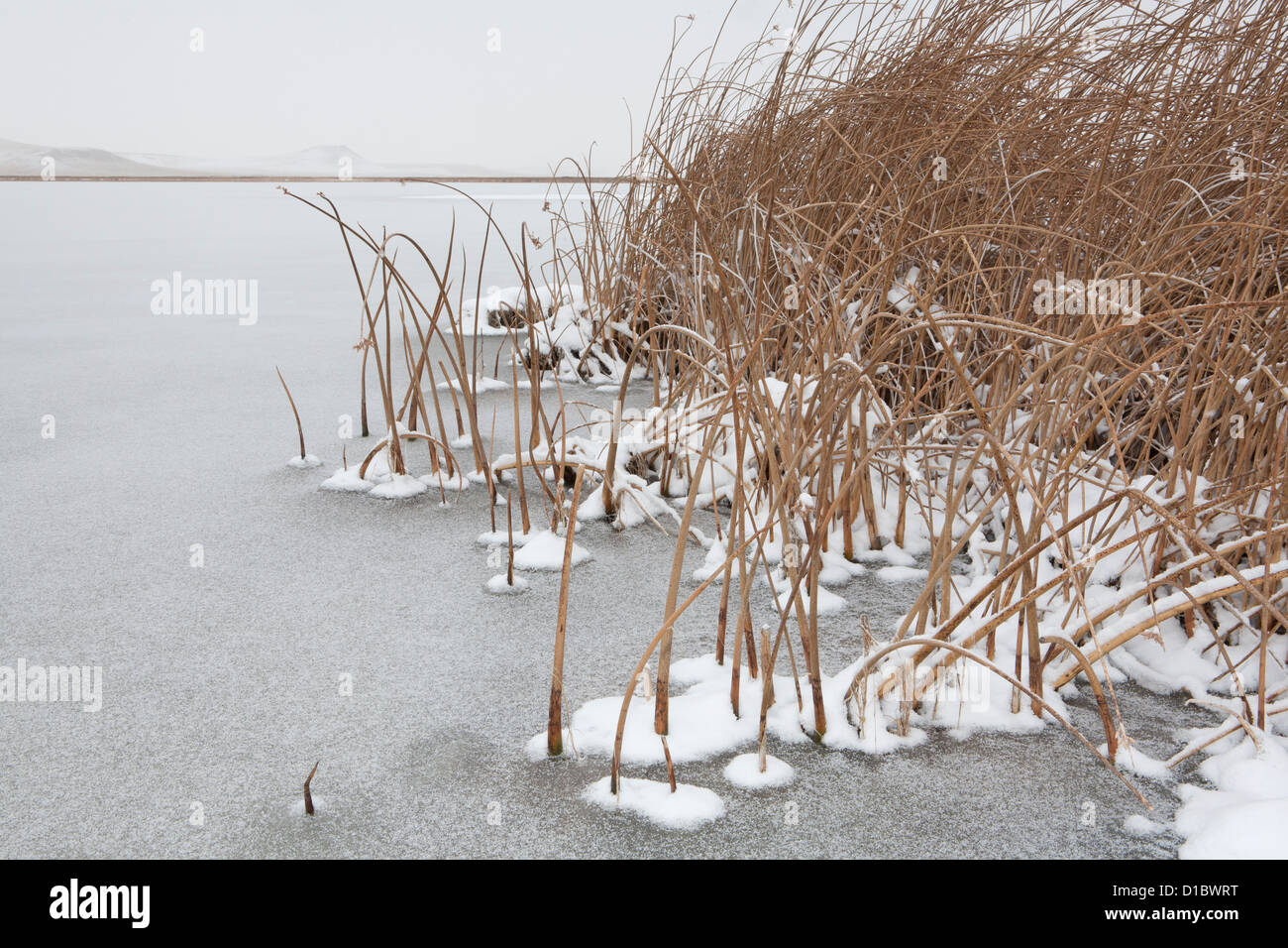 Soft stem bulrush pokes through the snow and ice at Freezout Lake WMA, Fairfield, MT. Stock Photo