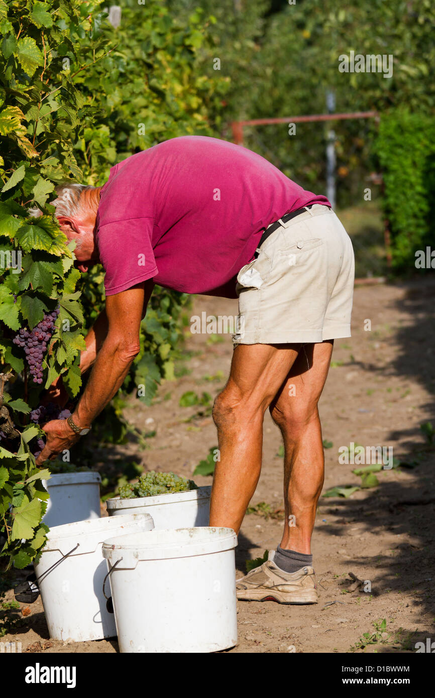 Senior man to take the grapes Stock Photo