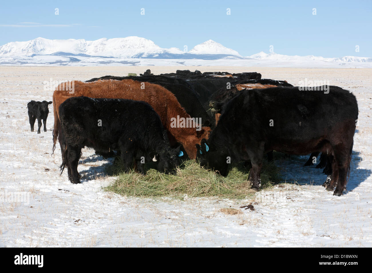 Black Angus cattle swarm over a row of hay rolled out across a snowy field, Rocky Mountains in background. Stock Photo