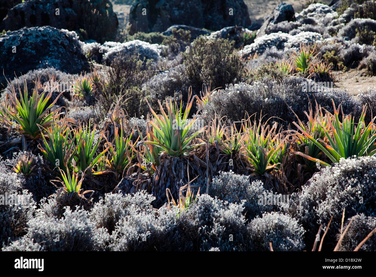 Withered stands of Kniphofia foliosa, red hot poker. The Bale Mountains National Park, southern Ethiopia. Stock Photo