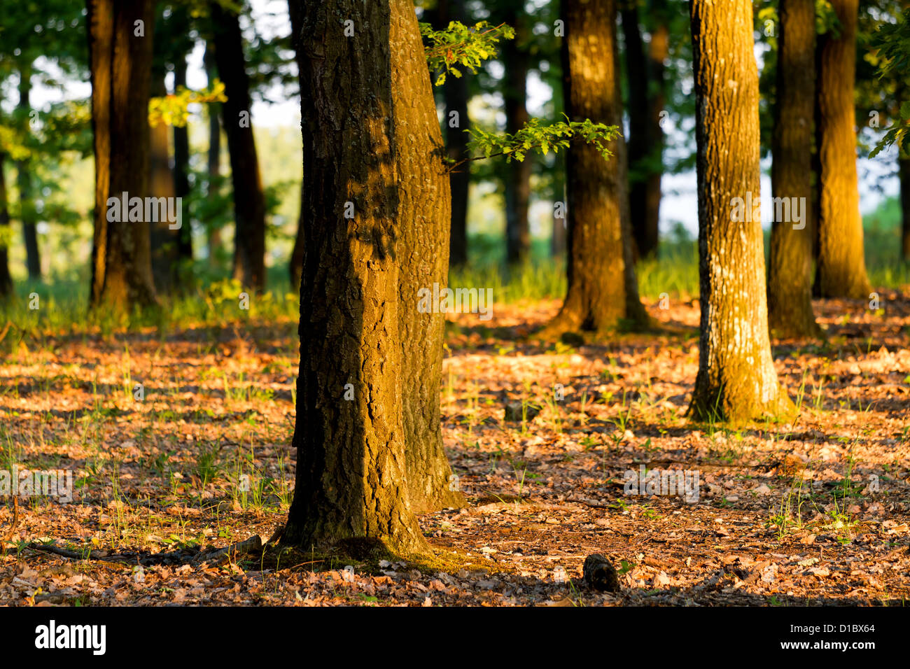 Green forest with oak trees in the sunset light Stock Photo - Alamy