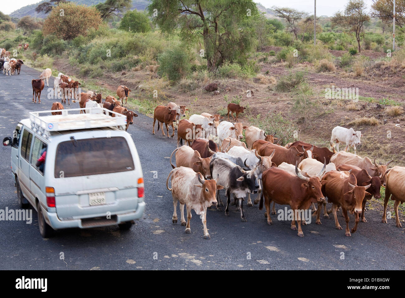 Herd of cattle on country road in rift valley. Beef is very popular in Ethiopia. Africa, Ethiopia Stock Photo