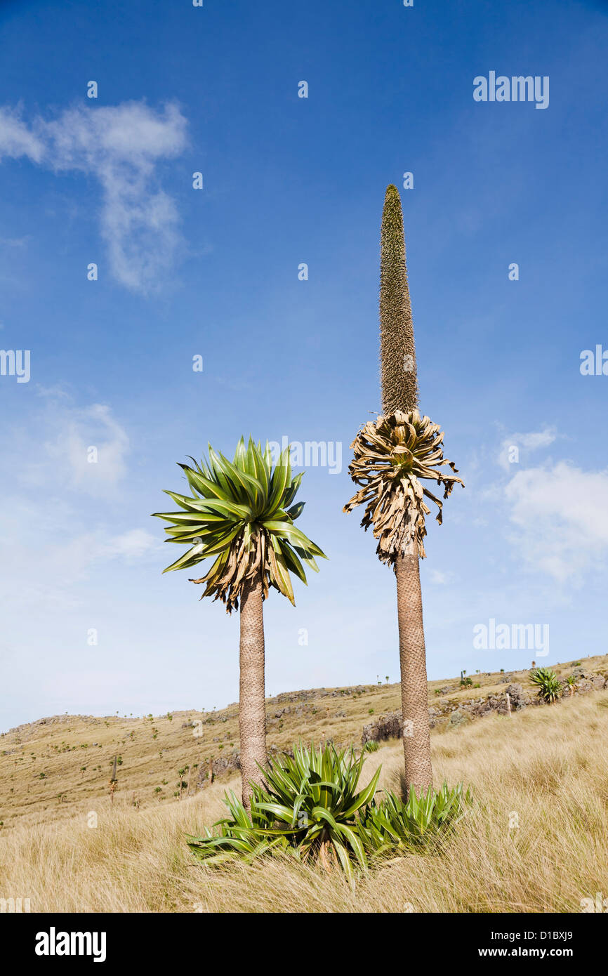 Ethiopian Giant Lobelia (Lobelia rhynchopetalum). Africa, Ethiopia, Simien Mts. Stock Photo