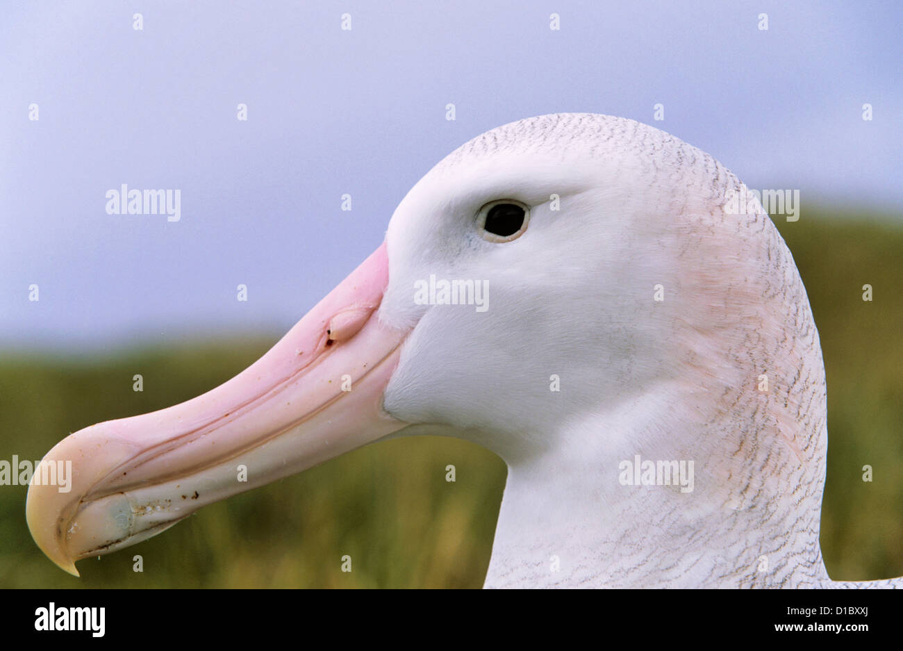 Huge white albatross hi-res stock photography and images - Alamy