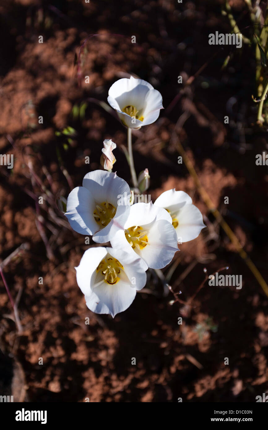 Sego Lily at Colorado National Monument Stock Photo