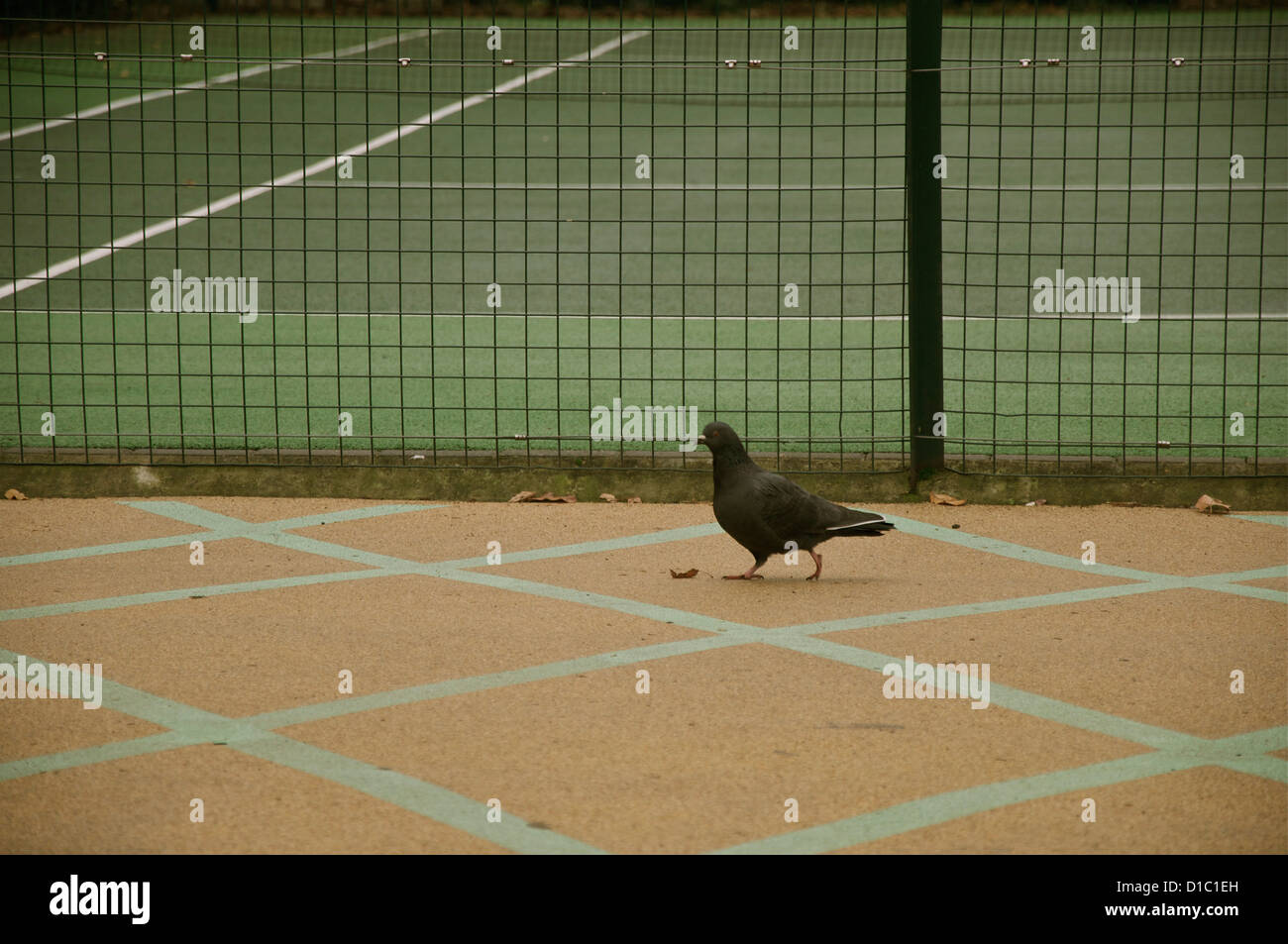 Pigeon walks past a tennis court Stock Photo