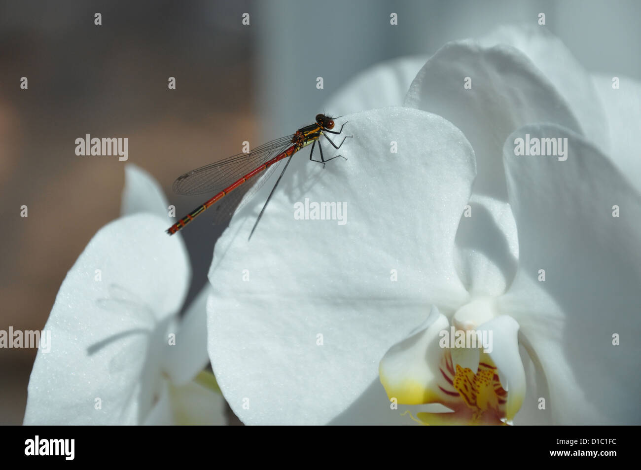 Dragonfly sits on a white orchid Stock Photo