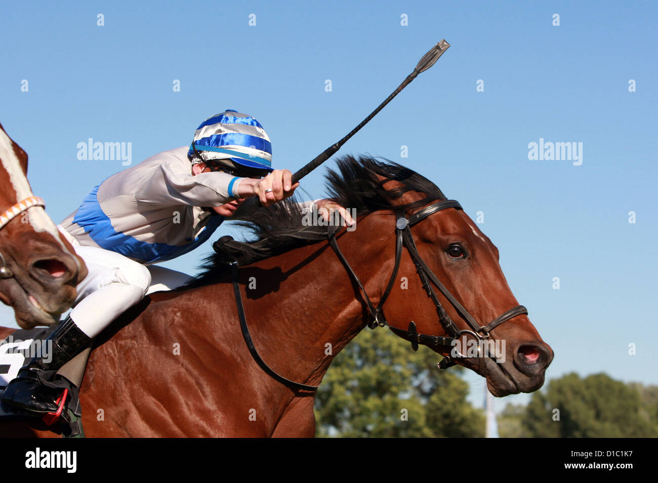 Hannover, Germany, horse racing horse and jockey in the finish Stock Photo