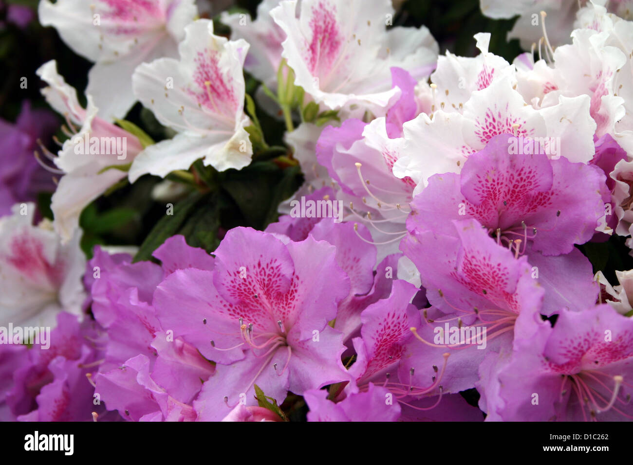 Blooming azaleas, Rhododendrons Stock Photo