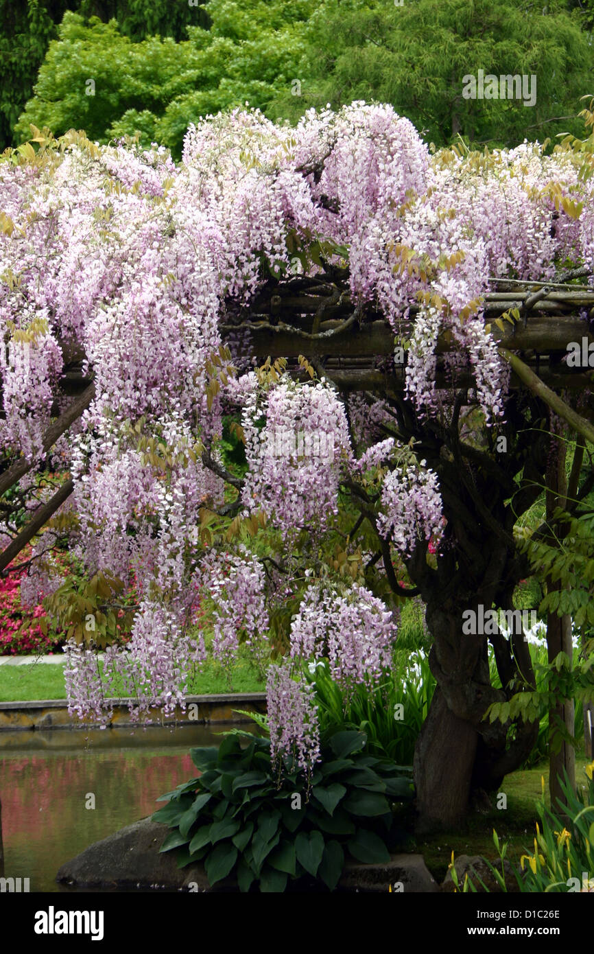 What Is Blooming Vine at Eddie Walz blog