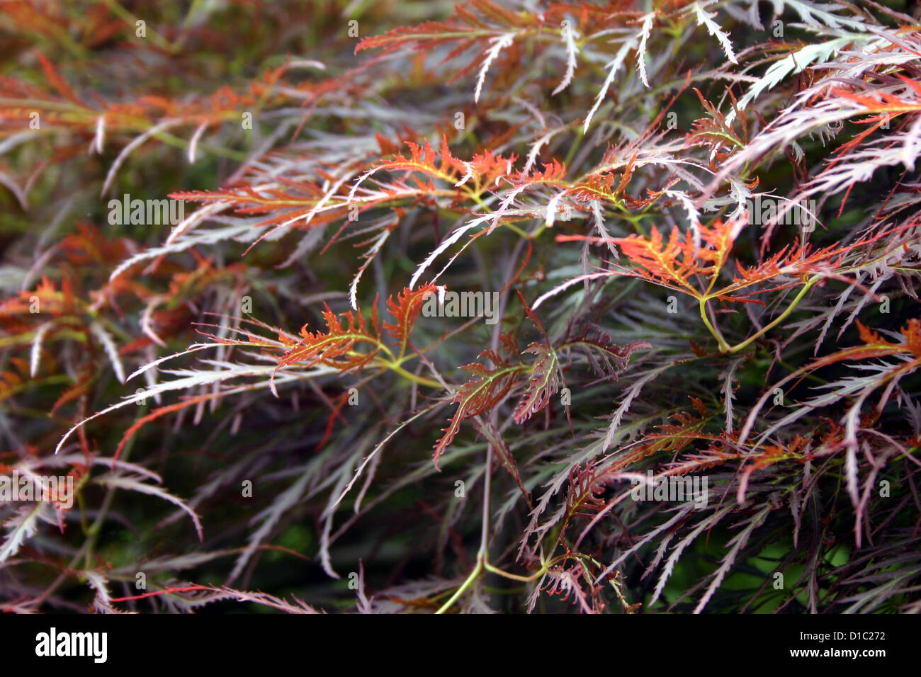 Japanese maple, lace leaf in red, brown, bronze, fall colors Stock Photo