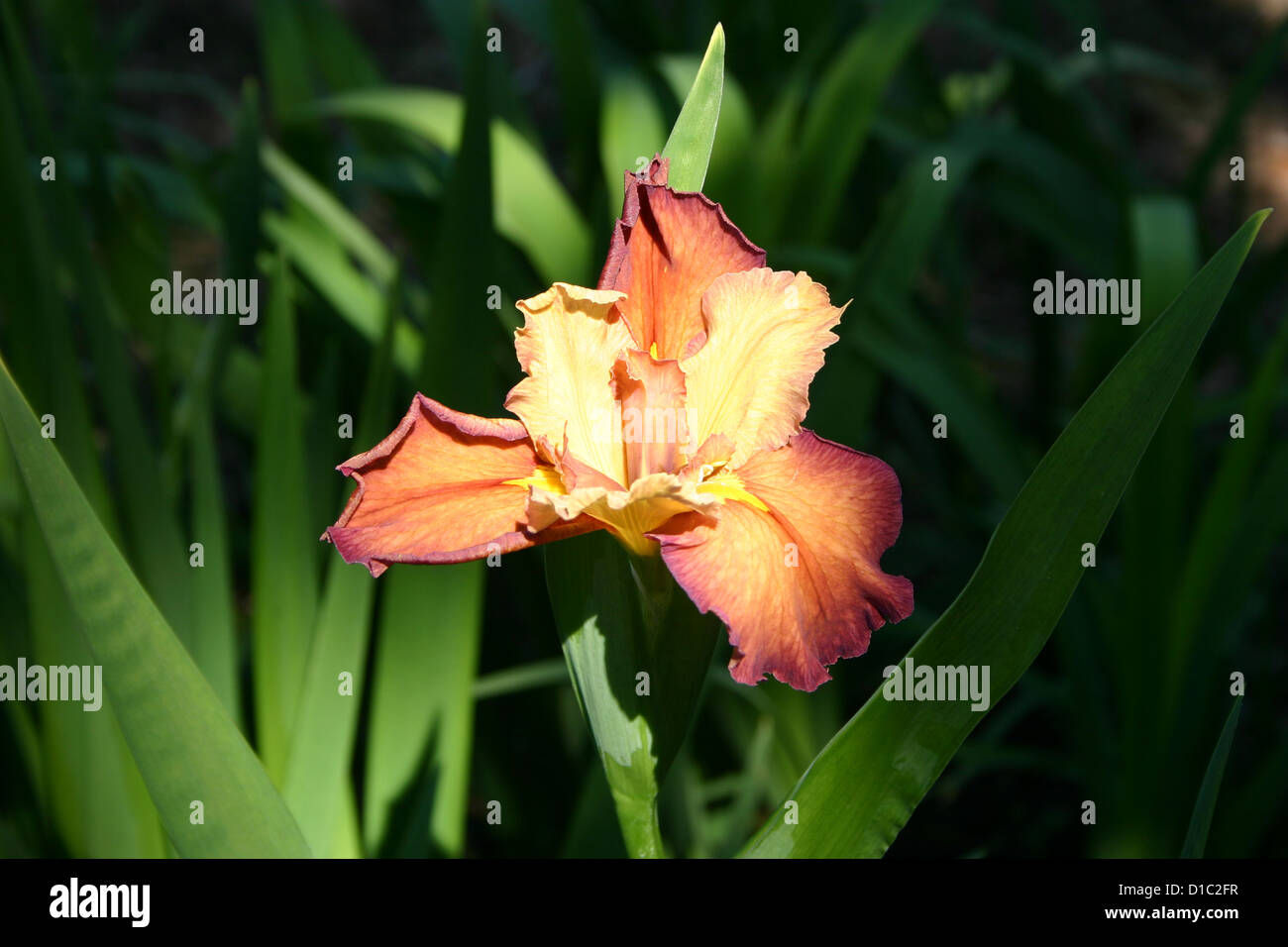 Orange yellow Louisiana iris flower in sunlight Stock Photo Alamy